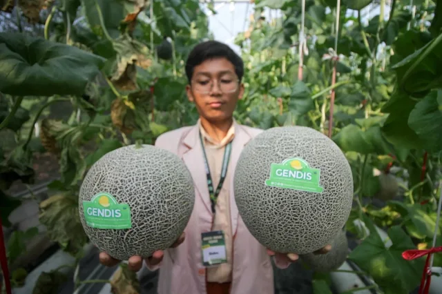 Panen Melon Gendis, Siswa SMA Progresif Bumi Shalawat Belajar Wirausaha dan Agrikultur